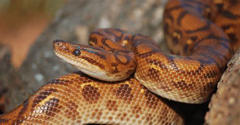 sexsi bith|Rainbow boa snake gives birth to 14 babies in 'rare phenomenon' .